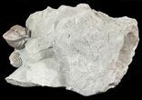 Wide, Enrolled Flexicalymene Trilobite In Shale - Ohio #55403-3